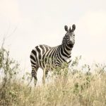 Safari en Tanzania: guía esencial para descubrir el Serengueti y el Ngorongoro